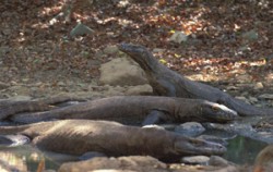 Komodo Dragon image, Sailing Komodo Adventure 3D2N Tours , Komodo Adventure