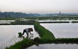 Rice Field View,Bali Cycling,Village Cycling With Rafting