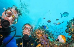  image, Snorkeling for Certified Divers, Bali Diving