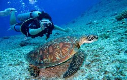 ,Bali Diving,Snorkeling and Turtle Breeding Island Tour