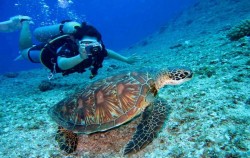 Snorkeling and Turtle Breeding Island Tour, Bali Diving, 