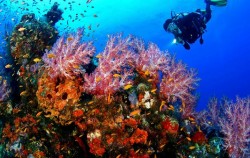 ,Bali Diving,Snorkeling for Certified Divers