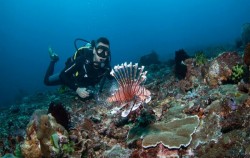  image, Snorkeling and Turtle Breeding Island Tour, Bali Diving