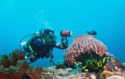 ,Bali Diving,Diving Speciality Course by Ena