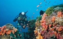 ,Bali Diving,Diving Speciality Course by Ena