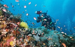 ,Bali Diving,Snorkeling and Turtle Breeding Island Tour