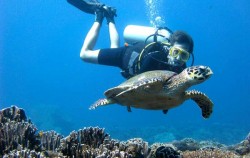  image, Snorkeling and Turtle Breeding Island Tour, Bali Diving
