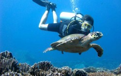 Snorkeling and Turtle Breeding Island Tour, 