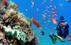 ,Bali Diving,Special Charter Boat Diving by Ena