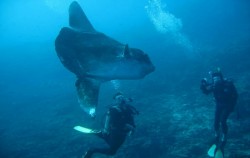  image, Snorkeling and Turtle Breeding Island Tour, Bali Diving