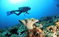 Snorkeling for Certified Divers, 