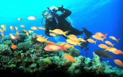 Scuba Diving for Certified Divers, Bali Diving, 