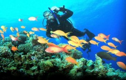 ,Bali Diving,Scuba Diving for Certified Divers