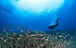 Diving Courses by Ena, Bali Diving, 