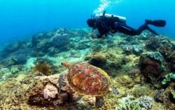 ,Bali Diving,Diving Courses by Ena