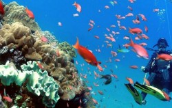 Diving Courses by Ena, Bali Diving, 