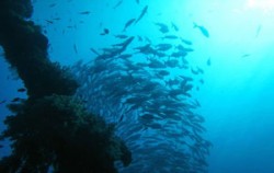 Nautilus Diving Bali, Three Days Diving Bali