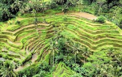 6 Days 5 Nights Bali Tour Package, 6D5N - Tegalalang Rice Terrace