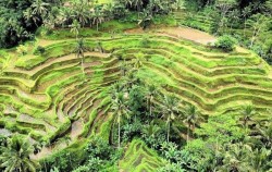 9D8N - Tegalalang Rice Terrace,Bali Tour Packages,9 Days 8 Nights Bali Tour Package