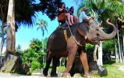 Tour with Elephant ride image, Elephant Riding & Spa Pack, Bali 2 Combined Tours