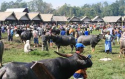 Toraja Buffalo Traditional Mar,Toraja Adventure,TORAJA CULTURE AND NATURE TOUR INCL. MAKASSAR 4 Days / 3 Nights