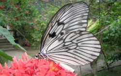 Bali Butterfly Park, Nature Park for Butterfly