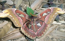 Bali Butterfly Park, Our Butterfly