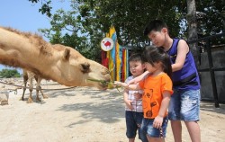 Bali Camel Adventure, Bali Camel Safari, Feeding Camel