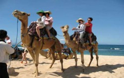 Bali Camel Safari, Nusa Dua Beach Camel Riding