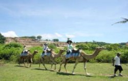 Camel Riding Bali