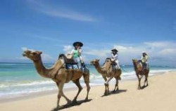 Bali Camel Safari, Camel Riding