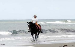 Horse Riding at Canggu, Canggu Beach Horse Riding