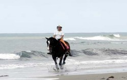 Canggu Beach Horse Riding image, Horse Riding at Canggu, Bali Horse Riding