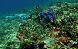 Corral View image, Starfish Fast Cruise, Nusa Penida Fast boats