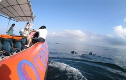 Ocean Rafting Dolphin Cruise, Dolphin View