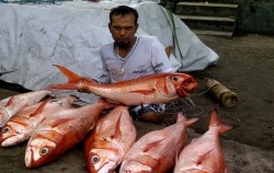 Special Charter Boat Fishing by Ena, Bottom Fishing