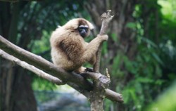 Bali Zoo Park, Gibbon Island