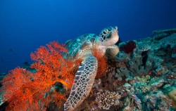 Gili Hai Turtle image, Gili Best Island Cruise, Bali Cruise