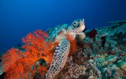 Gili Best Island Cruise, Bali Cruise, Gili Hai Turtle