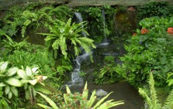 Breeding of butterfly image, Bali Butterfly Park, Bali Butterfly Park