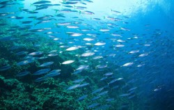 Nusa Penida Diving, Habitat of The Seas
