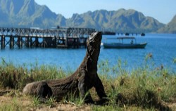 Open Trip 4D3N Labuan Bajo to Lombok by Wanua Adventure, Hiking to See Komodo