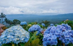 Hortensia Flowers,Manado Explore,4D3N Bunaken Minahasa Likupang