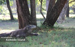 Komodo Island image, Open Trip 4D3N Lombok to Labuan Bajo by Wanua Adventure, Komodo Open Trips