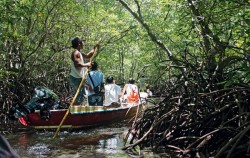 Mangrove Tour by Lembongan Trip, Mangrove Tour