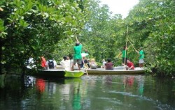 Mangrove Tour by Lembongan Trip, Mangrove Tour