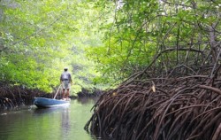 Mangrove Tour,Lembongan Package,Mangrove Tour by Lembongan Trip