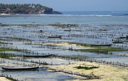 Seaweed Farm image, Island Tour by Car - Lembongan Trip, Lembongan Package