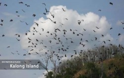 Kalong Island,Komodo Open Trips,Open Trip 4D3N Lombok to Labuan Bajo by Wanua Adventure