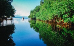 Three Islands Snorkeling by Lembongan Trip, Mangrove Point